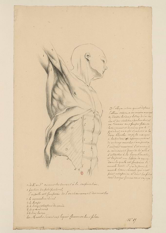 Anatomical Drawing of a Male Torso