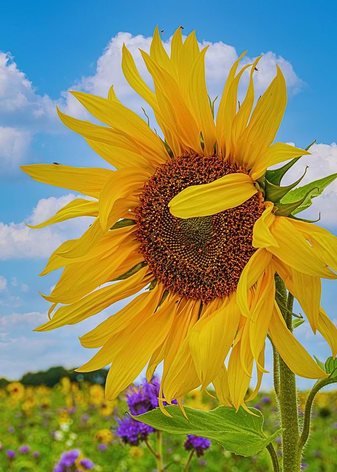 Sunflower