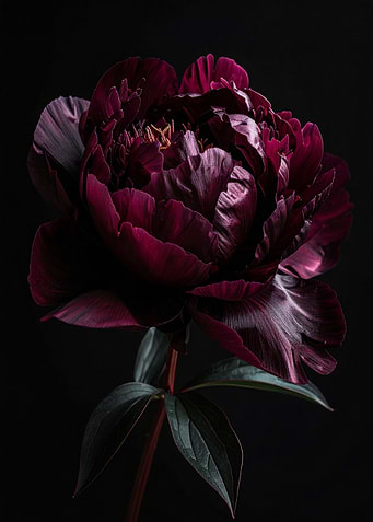 Dark Red Peony on Black Background