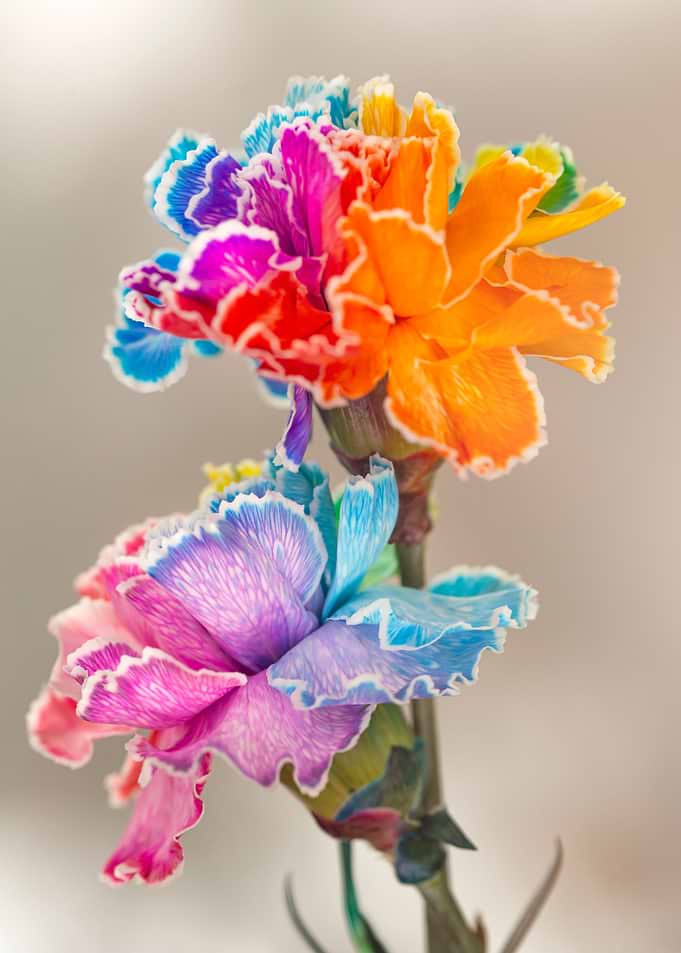 Rainbow Carnations: Vibrant Floral Display