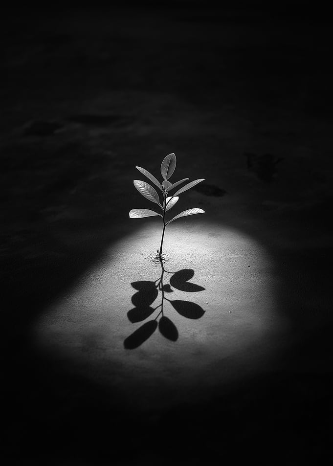 Young Sapling