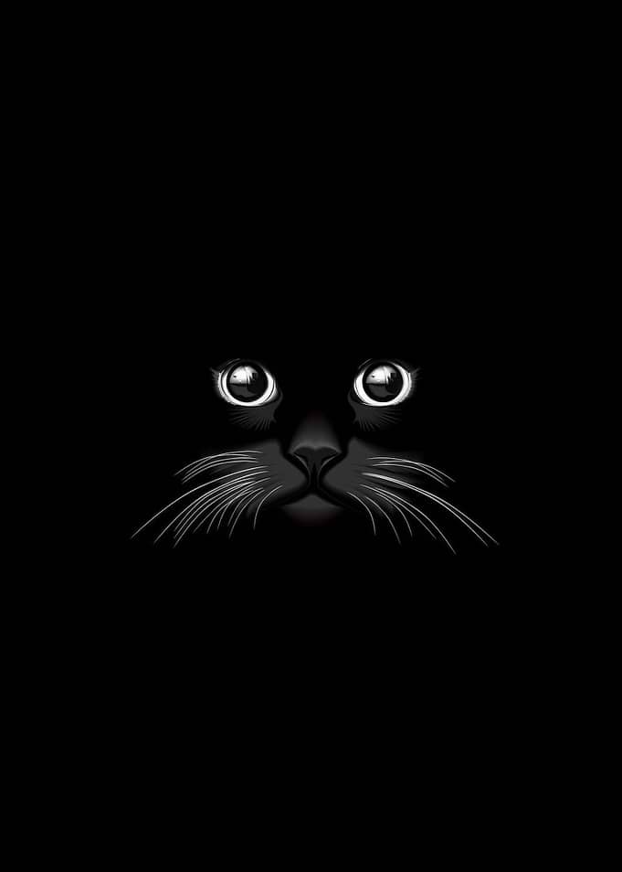Black Cat Face in the Dark