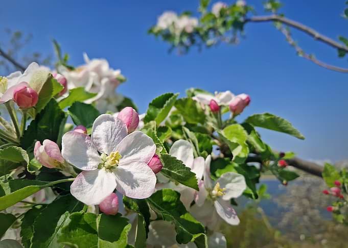 Apple blossoms against a blue sky