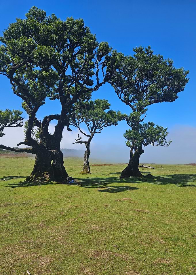 Ancient Trees of Fanal Forest, Madeira