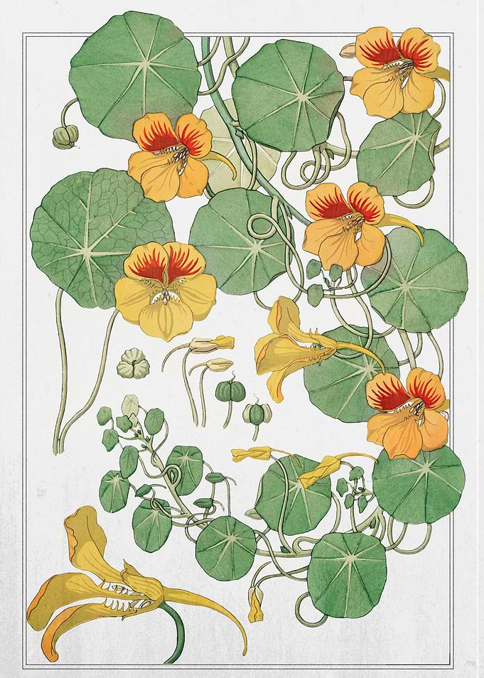 Capucine nasturtium from La Plante et ses Applications ornementales 1896, Vintage Nasturtium Botany