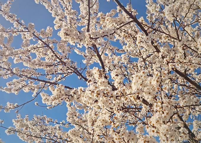 White Blossoms Against Blue Sky