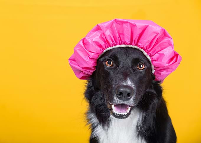 Dog with Pink Shower Cap