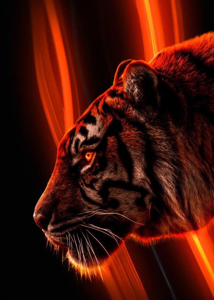 Tiger Profile with Fiery Accents