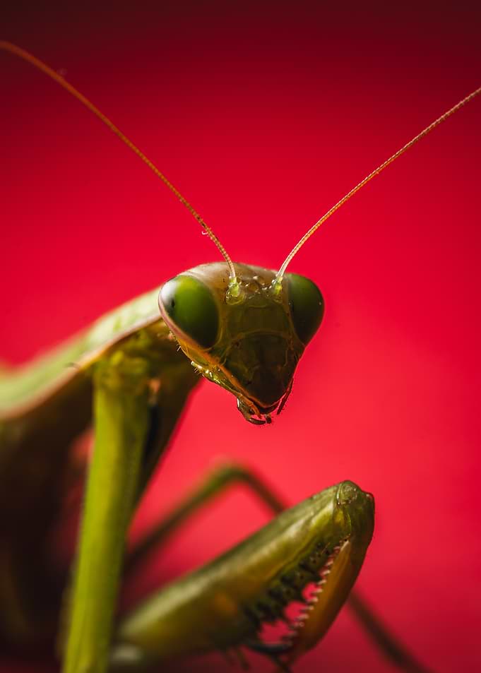 Praying Mantis Close-Up on Red