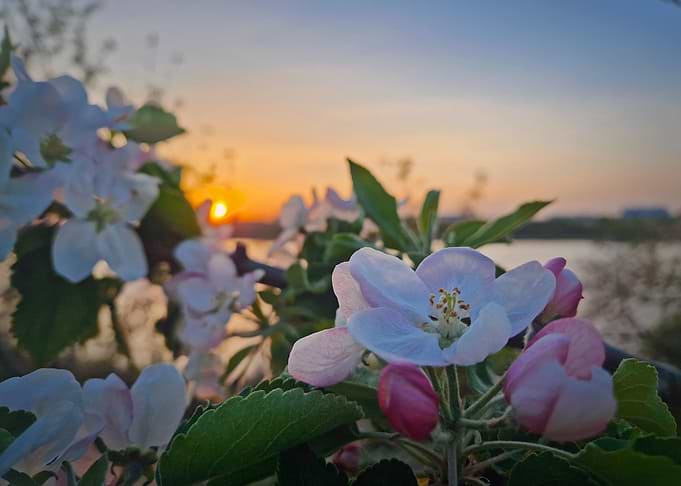 Apple blossoms at sunset