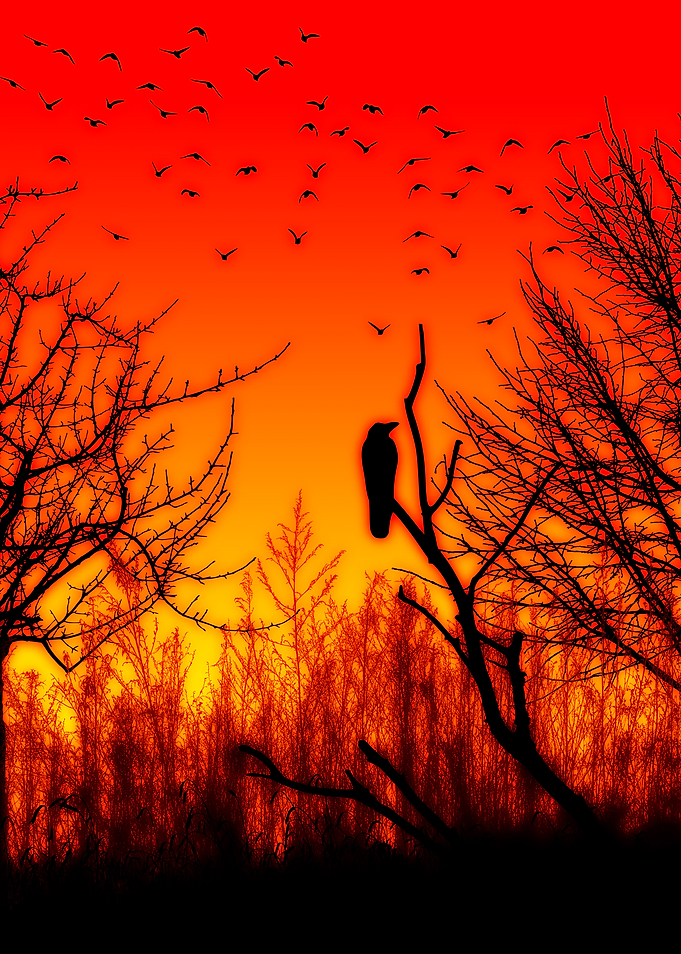 Raven in the Autumn Sunset