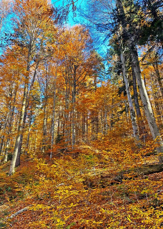 Autumn Forest Landscape