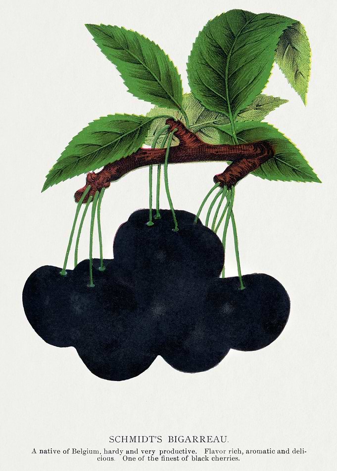 Schmidt's Bigarreau Black Cherries Illustration