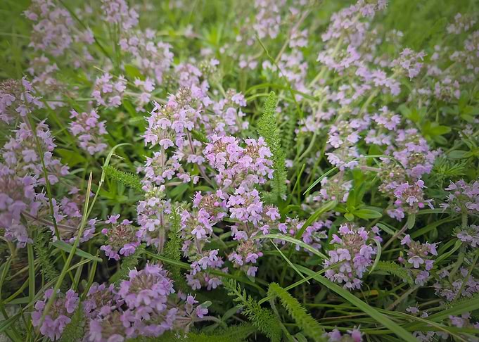 Thyme Flowers in Green Grass