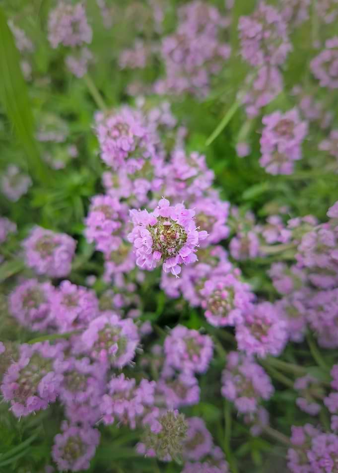 Close-up of blooming purple flowers
