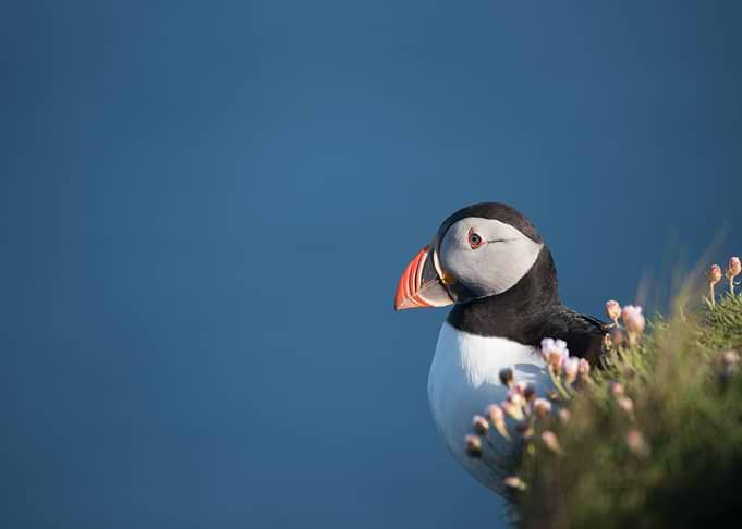 Atlantic Puffin Portrait with Blue Background