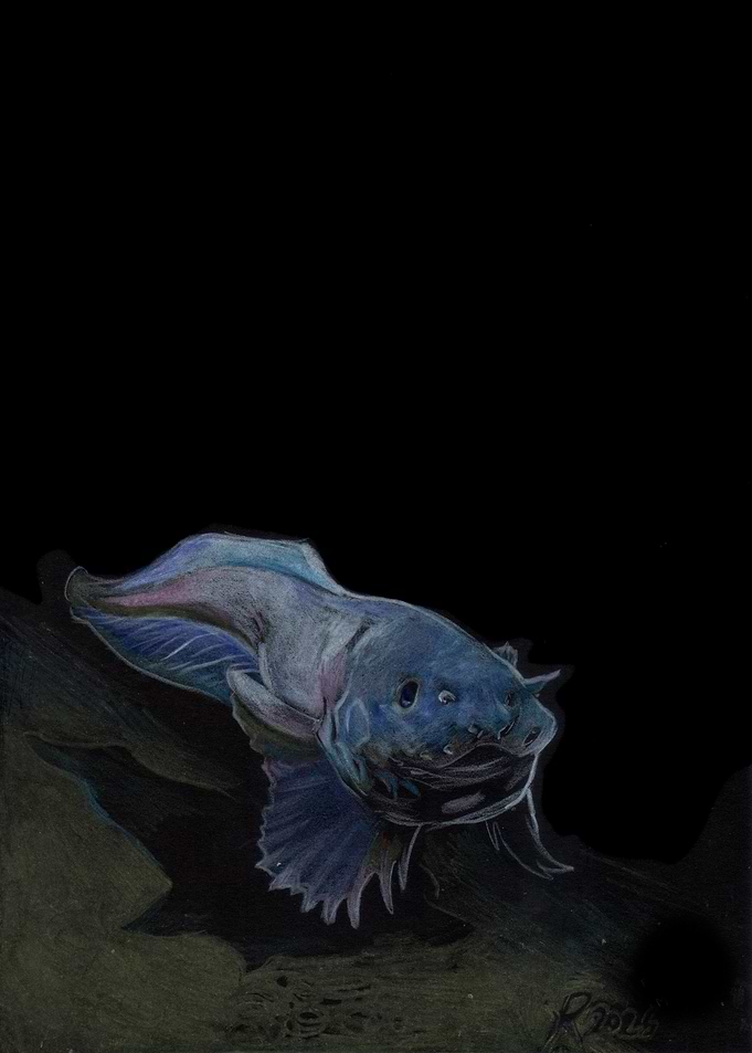Pseudoliparis snailfish
