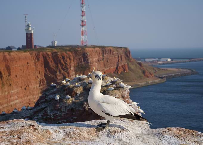 Gannet Bird on Cliffside of Heligoland, Germany