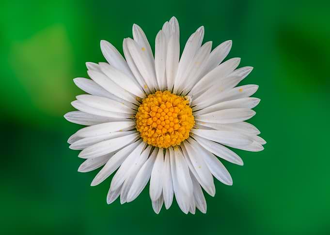 Daisy Flower Close-Up on Green Background
