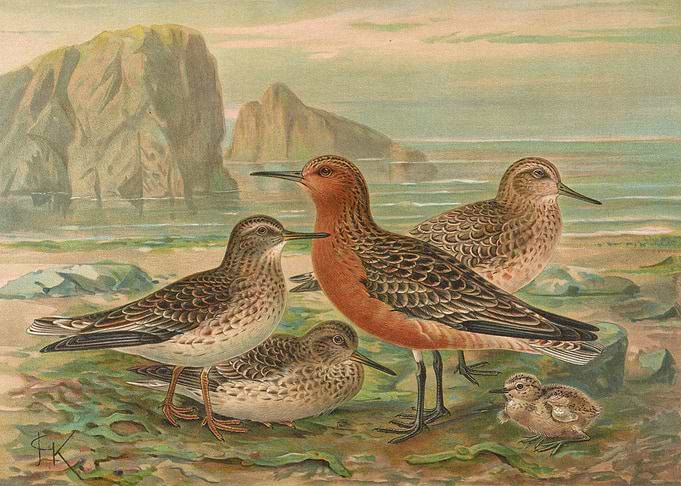 Sanderlings on the Beach