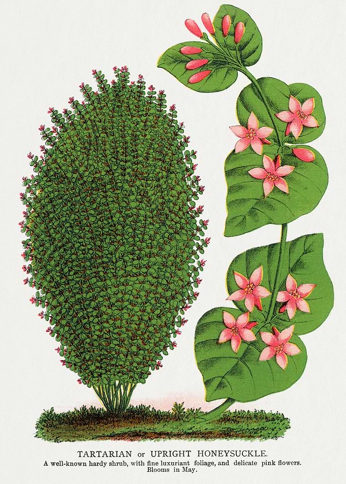 Tartarian Honeysuckle Botanical Illustration