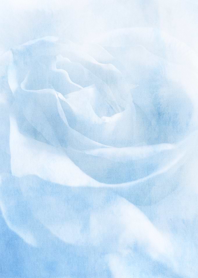 Soft Icy Blue White Rose Close-Up