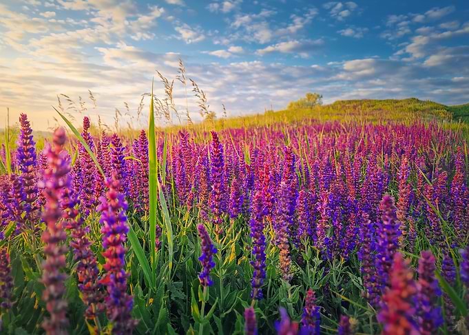 Lavender Field at Sunset
