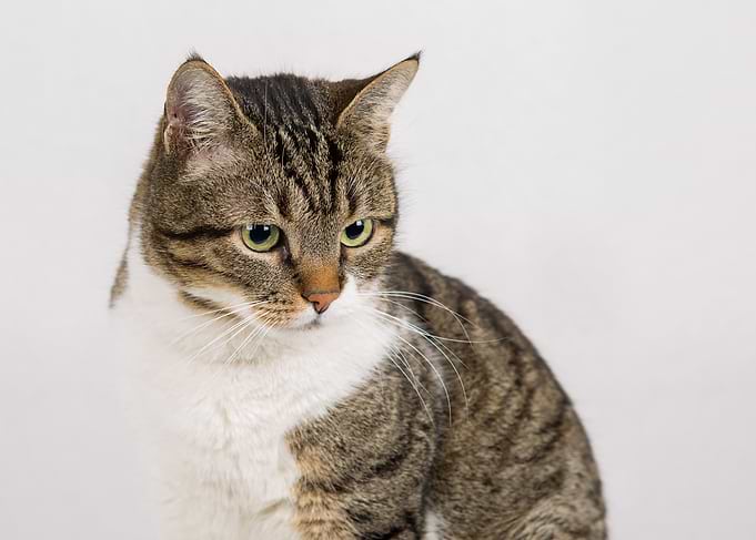 Tabby Cat Portrait on White Background