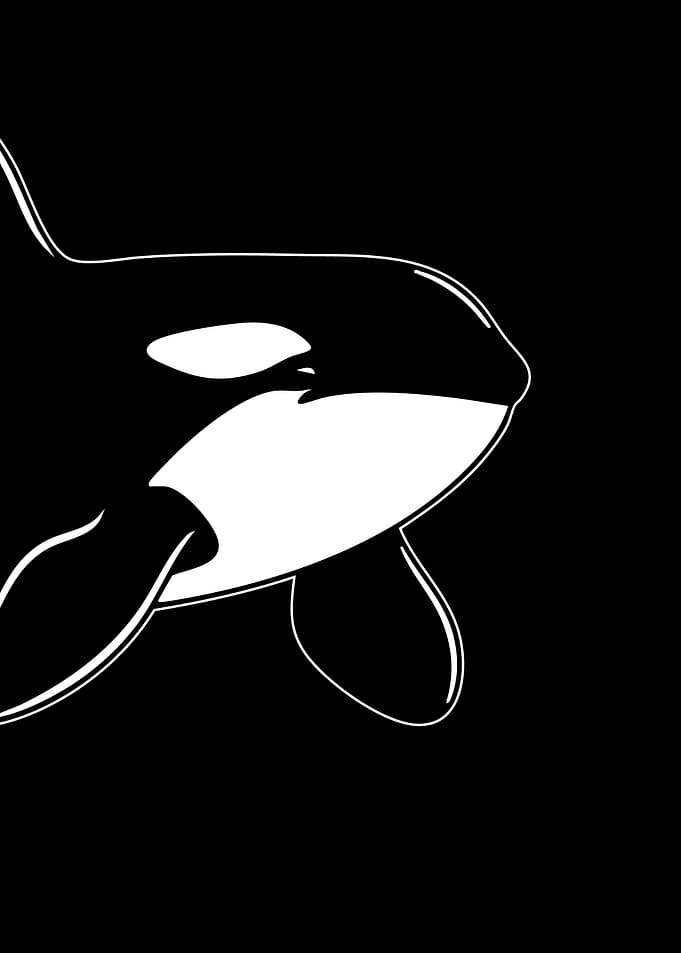 Minimalist Black and White Orca 2/2