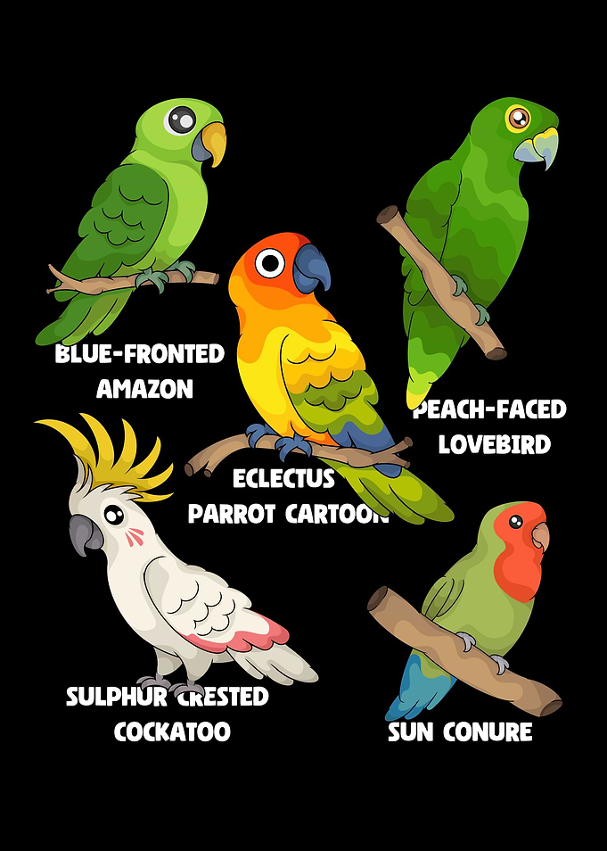 Parrot Species Bird Lover Parrot