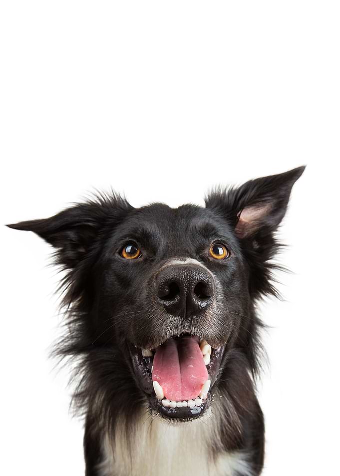 Happy Dog Portrait on White Background
