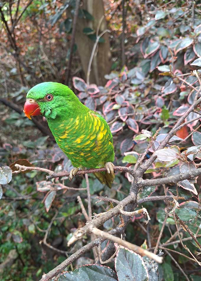 Green Parrot on a Branch