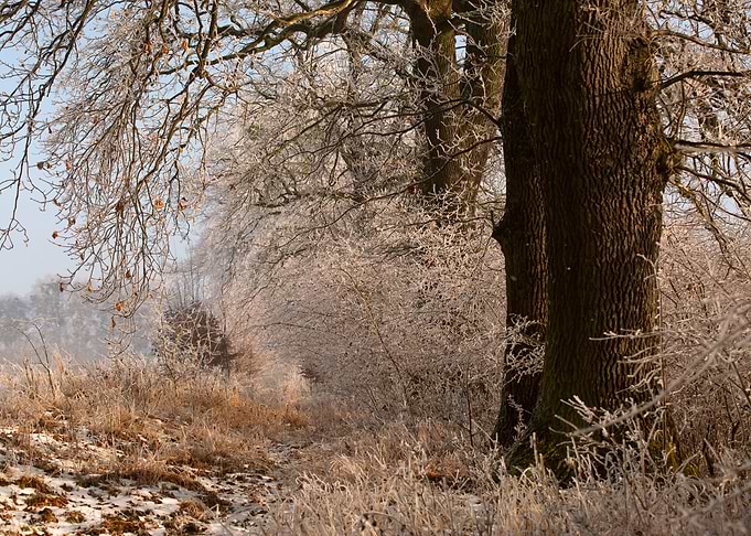 Frosty Winter Landscape with Trees