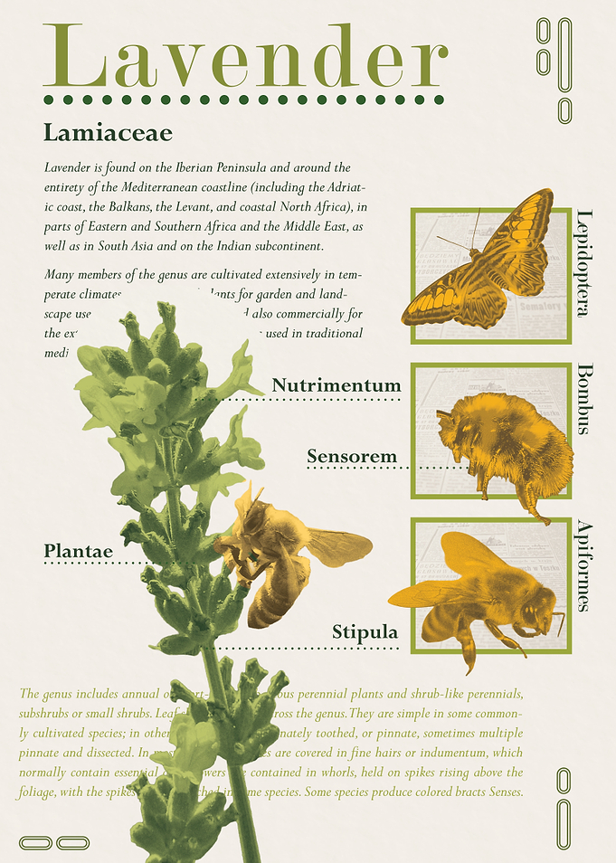 Lavender Botanical Poster – Minimalist Plant Illustration, Modern Nature Wall Art