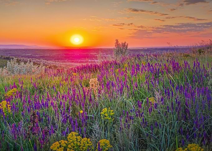 Sunset over a field of flowers