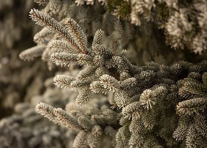 Frosty Pine Tree Branch Close-Up