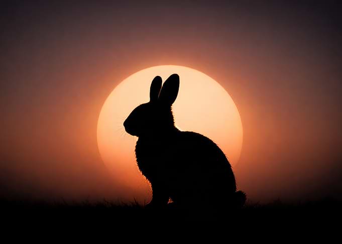 Rabbit Silhouette with Sunset Background