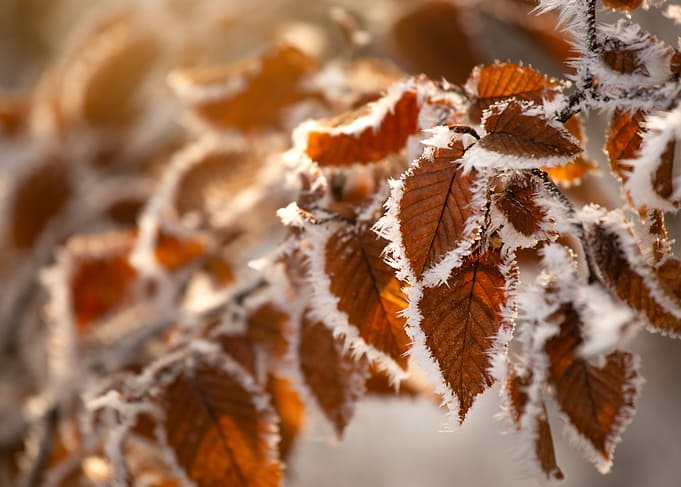 Frosty Autumn Leaves