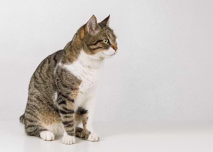 Tabby Cat Sitting Portrait