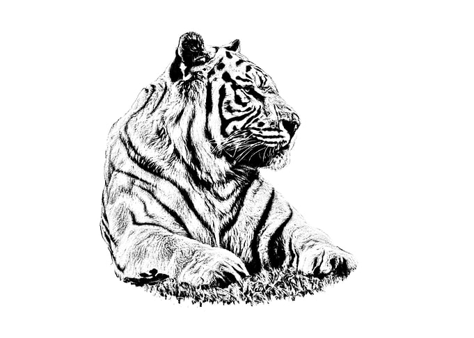 Monochrome Tiger Portrait