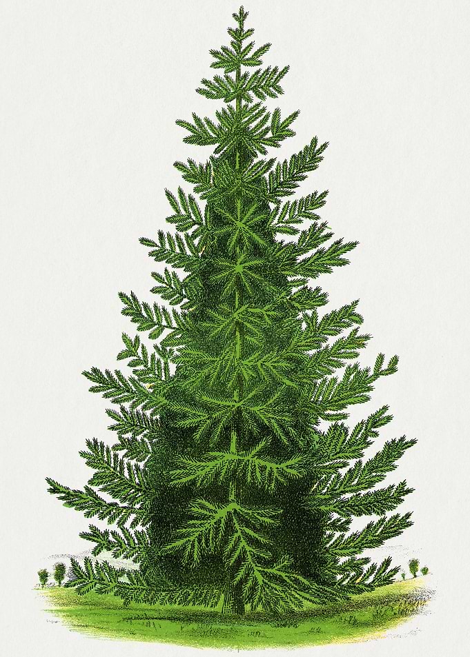 Vintage Illustration of a Fir Tree