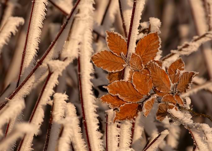 Frosty Leaves and Branches