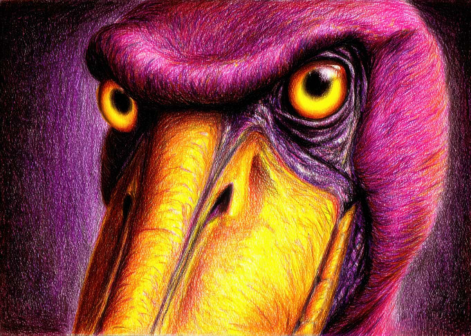Shoebill Stork Close-Up