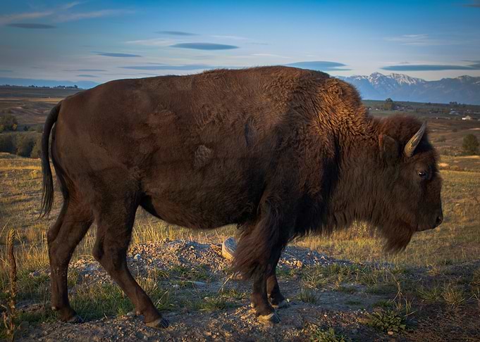 American Bison in a Montanan Grassy Field