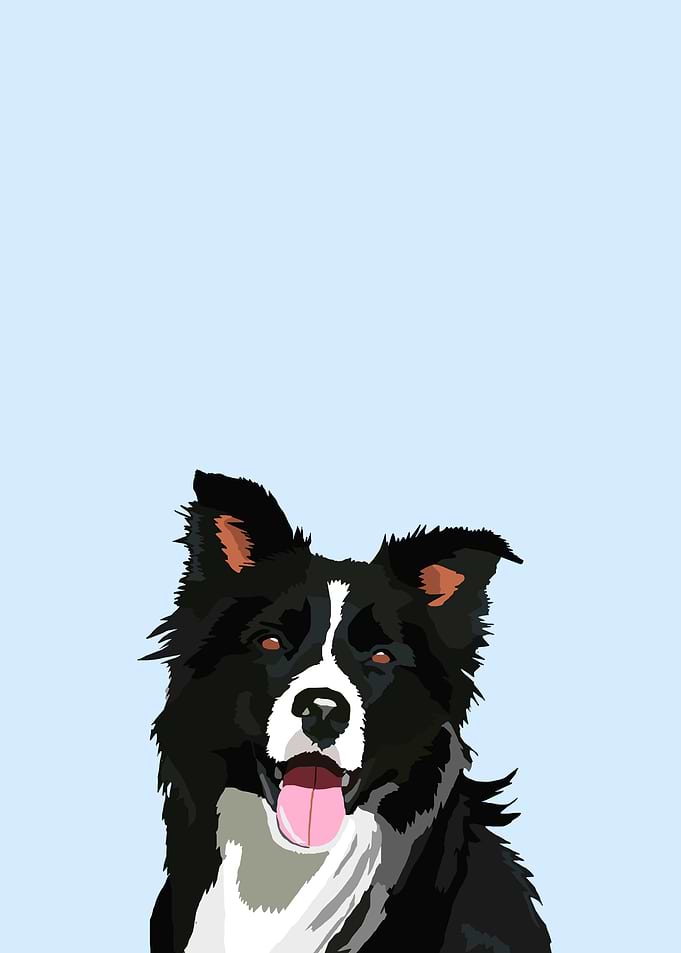 Happy Border Collie Portrait