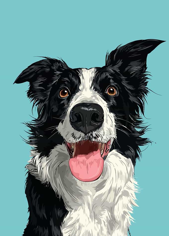 Happy Border Collie Portrait Illustration