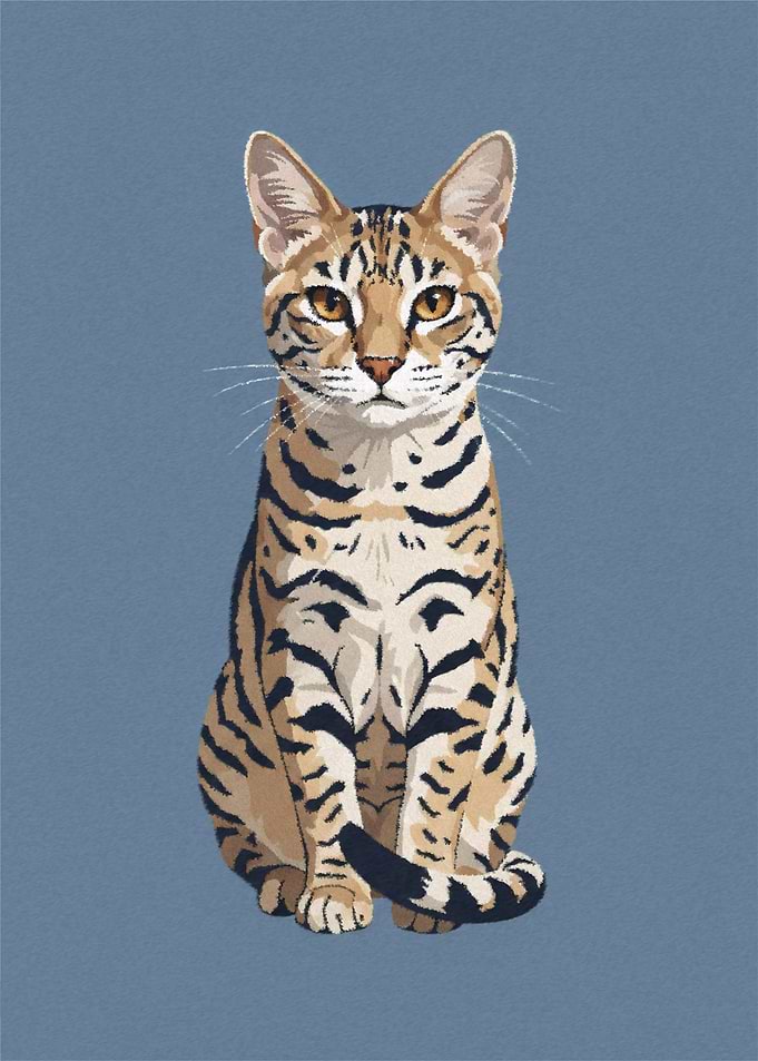 Elegant Bengal