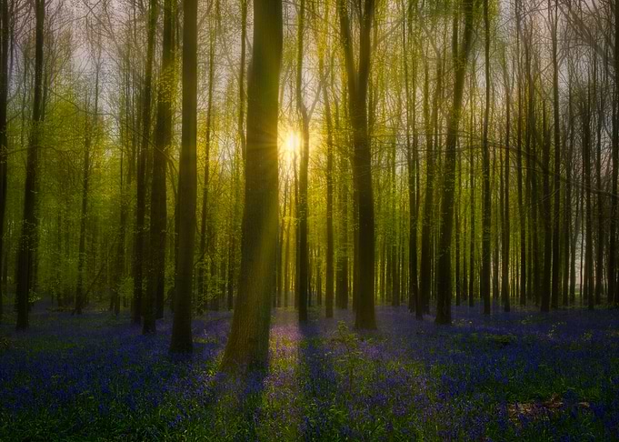 Sunlit Bluebell Forest
