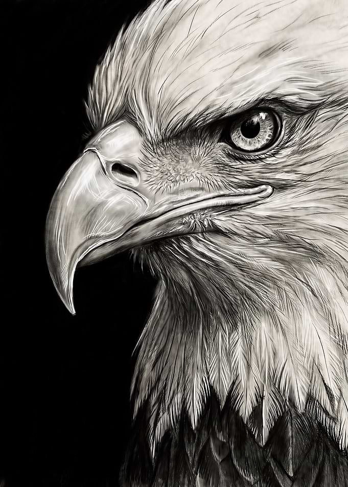 Eagle Pencil Portrait in Black and White