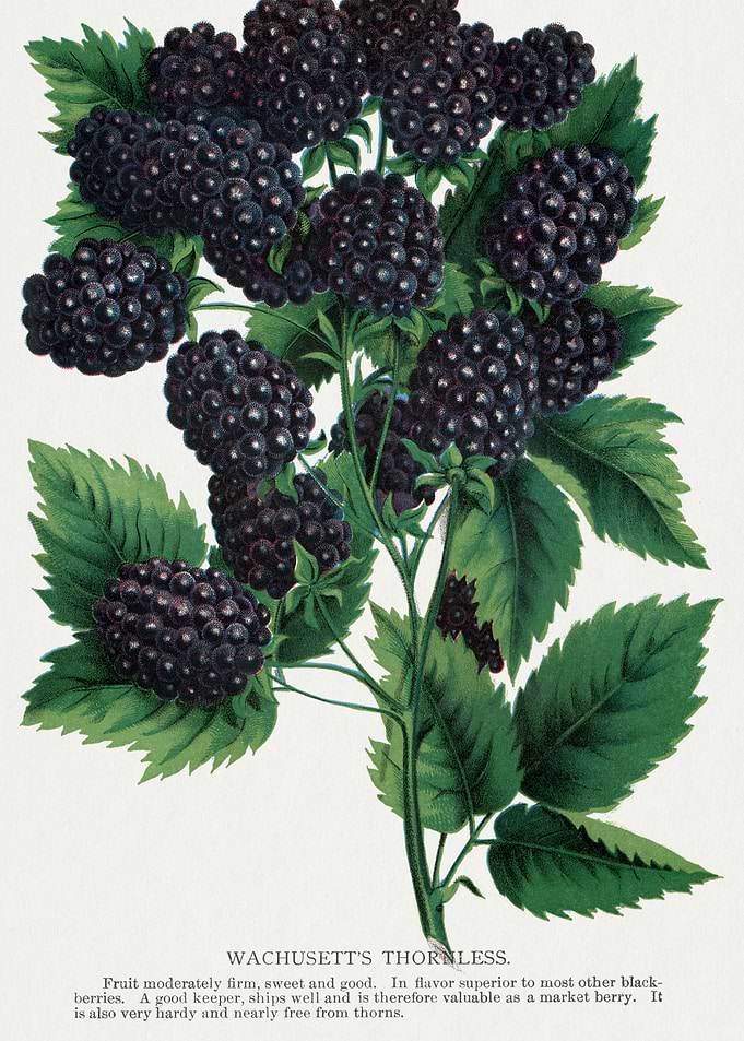 Wachusett's Thornless Blackberries Botanical Illustration